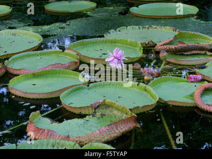 South American Queen Victoria's water lily a.k.a. Giant Amazon Water Lily (Victoria amazonica) Stock Photo