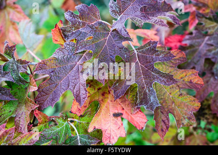 Close-up of Hydrangea quercifolia 'Birdo' = 'Snowflake'  foliage, purple Autumn colour  and detail on leaves Stock Photo