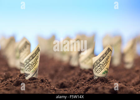 Garden bed of american dollars grow from the ground Stock Photo