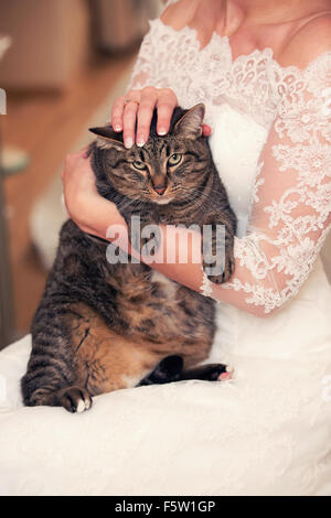 tabby cat in the hands of the bride's wedding day Stock Photo