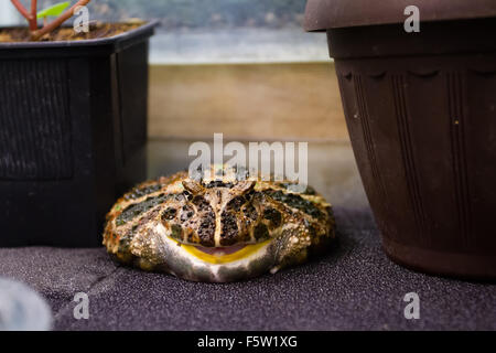 toad sits in aquarium and looking at viewer Stock Photo
