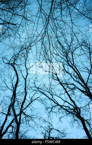 Tree branches silhouetted against an evening sky Stock Photo