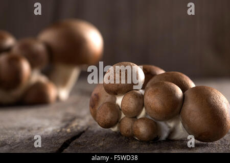 Baby bella mushrooms on a wood background Stock Photo