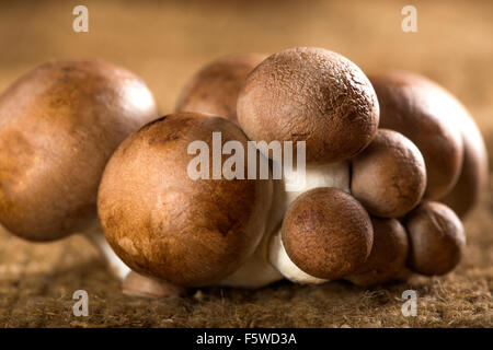 Organic Brown Baby Bella Mushrooms against a canvas background Stock Photo