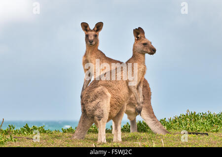 Eastern Grey Kangaroos in coastal heath. Stock Photo