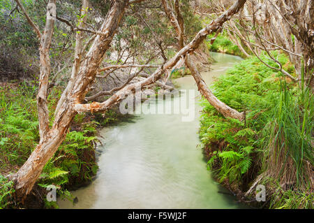 Tea Trees on Eli Creek, a main attraction on Fraser Island. Stock Photo