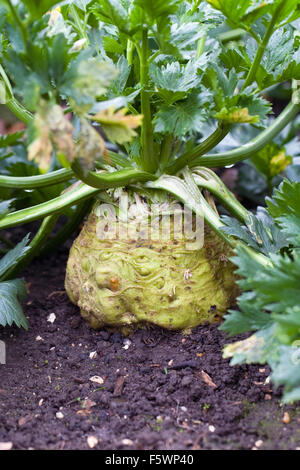 Apium graveolens var. rapaceum. Celeriac 'Monarch' growing in a vegetable garden. Stock Photo