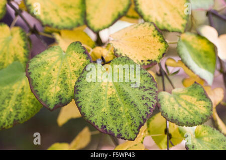 Cercidiphyllum japonicum. Katsura tree leaves in Autumn. Stock Photo