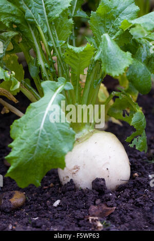 Brassica rapa. Turnip 'Tiny Pal' growing in a vegetable garden. Stock Photo