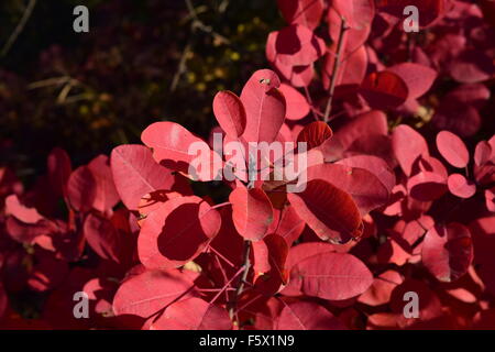 Autumn red color of leaves of cotinus coggygria. Paints of fall. Stock Photo