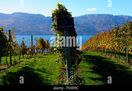 Pinot noir grape vines at Mission Hill winery Kelowna BC Stock Photo