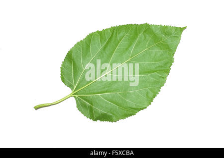 Mulberry leaf isolated on white background Stock Photo