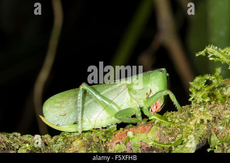 A very large green bush cricket on a mossy branch in the rainforest, Ecuador. A female with a curved ovopositor Stock Photo
