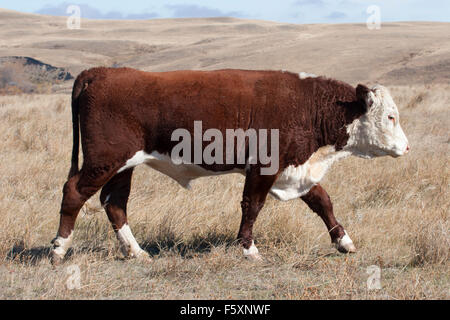 Hereford steer walking through prairie grassland pasture on a ranch in southern Saskatchewan, Canada. (Bos taurus taurus) Stock Photo