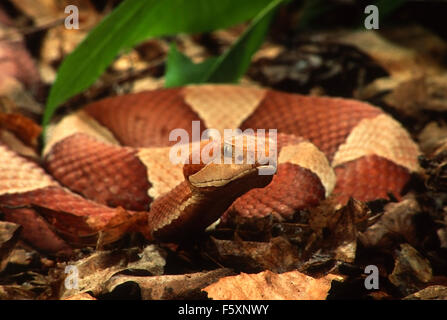 Broad-Banded Copperhead Snake (Agkistrodon contortrix) Stock Photo
