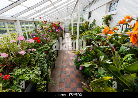 Interior of long greenhouse, part of the kitchen garden at Walmer castle in England. Flowering plants growing on both sides of middle walkway.