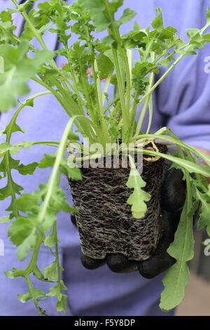 Adult male hand holding Flanders Poppy seedlings before transferring them in the ground Stock Photo