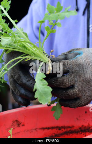 Adult male hand holding Flanders Poppy seedlings before transferring them in the ground Stock Photo