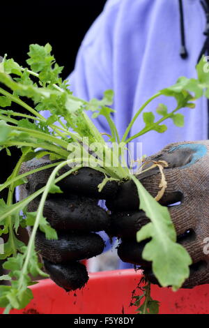 Adult male hand holding Flanders Poppy seedlings before transferring them in the ground Stock Photo