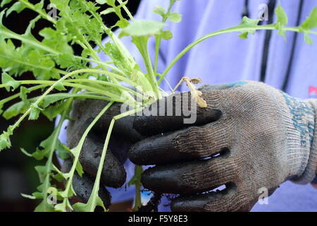 Adult male hand holding Flanders Poppy seedlings before transferring them in the ground Stock Photo