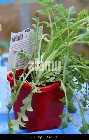 Poppy Flanders Red Seedlings Stock Photo