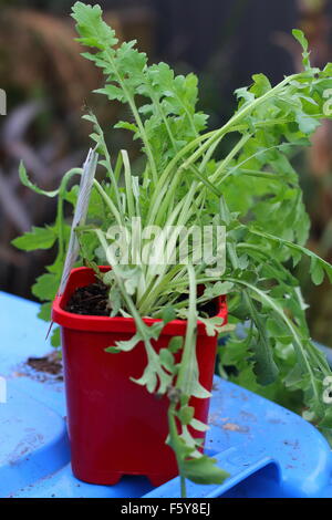 Poppy Flanders Red Seedlings Stock Photo