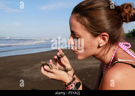 (151110) -- OSTIONAL BEACH, Nov. 10, 2015 (Xinhua) -- Image taken on Nov. 9, 2015 shows a volunteer of the Ostional Integral Development Association (OIDA) holding three recently hatched Olive Ridley sea turtles before helping them go back to the ocean on Ostional beach, 183 miles northwest of the capital of San Jose, Costa Rica. Over a quarter of a million Olive Ridley sea turtles had lumbered ashore by Monday morning to nest at Ostional beach on Costa Rica's north Pacific coast. It was the thirteenth mass nesting this year and Saturday's number of arrivals was probably the largest for a sing Stock Photo