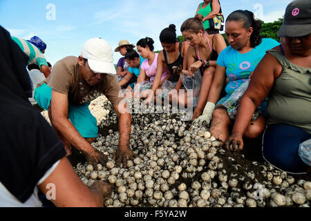(151110) -- OSTIONAL BEACH, Nov. 10, 2015 (Xinhua) -- Image taken on Nov. 9, 2015 shows members of the Ostional Integral Development Association (OIDA) packing Olive Ridley sea turtle eggs on Ostional beach, 183 miles northwest of the capital of San Jose, Costa Rica. Over a quarter of a million Olive Ridley sea turtles had lumbered ashore by Monday morning to nest at Ostional beach on Costa Rica's north Pacific coast. It was the thirteenth mass nesting this year and Saturday's number of arrivals was probably the largest for a single day in recent years, according to marine biologist Mauricio M Stock Photo