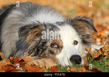 lying Border Collie Stock Photo