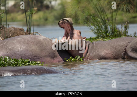 Partly submerged hippo yawning Hippopotamus amphibius Lake Naivasha Kenya Stock Photo
