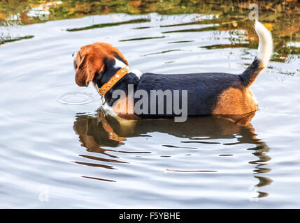 Beagle taking bath in the duck pond Stock Photo