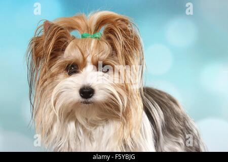 Biewer Terrier Portrait Stock Photo