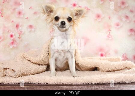 sitting longhaired Chihuahua Stock Photo