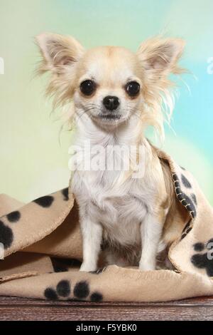 sitting longhaired Chihuahua Stock Photo