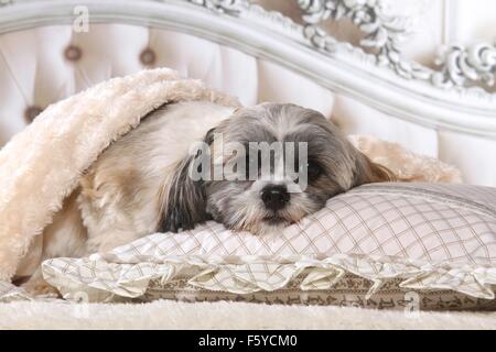 Shih Tzu in bed Stock Photo