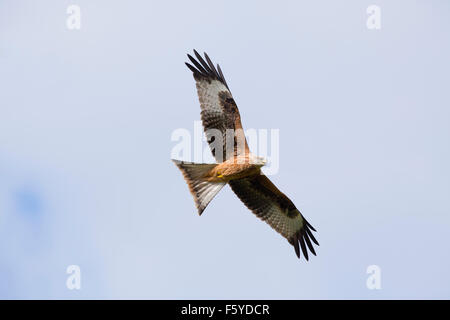 Red Kite; Milvus milvus Single in Flight; Wales; UK Stock Photo