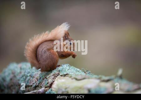 Red Squirrel; Sciurus vulgaris Single Eating Nut; Scotland; UK Stock Photo