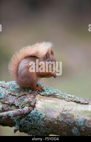 Red Squirrel; Sciurus vulgaris Single on Log; Scotland; UK Stock Photo