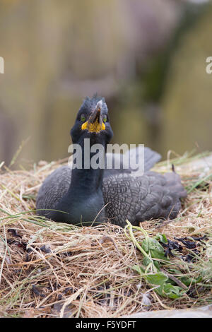 Shag; Phalacrocorax aristotelis Single on Nest; Staple Island; Farnes; UK Stock Photo