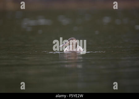 Shoveler; Anas clypeata Single Female on Water; Cornwall; UK Stock Photo