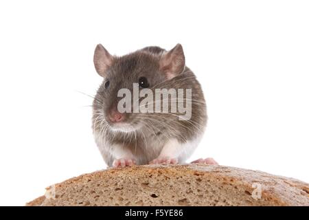 fancy rat sits on bread Stock Photo