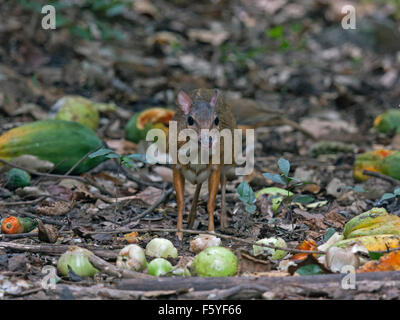 A timid Lesser Mouse Deer eating fruit on the forest floor in Western Thailand