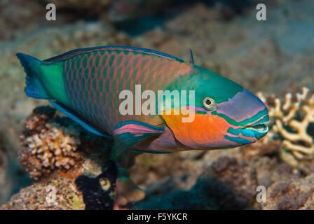 Rusty parrotfish, Scarus ferrugineus, Scaridae, Sharm el Sheikh, Red Sea, Egypt Stock Photo