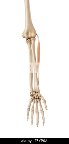 medical accurate illustration of the extensor carpi radialis brevis Stock Photo