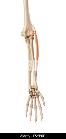 medical accurate illustration of the extensor carpi radialis longus Stock Photo