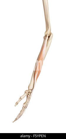 medical accurate illustration of the extensor digitorum longus Stock ...