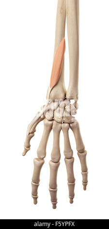 medical accurate illustration of the extensor pollicis brevis Stock Photo