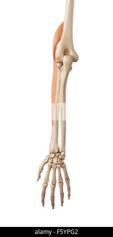 medical accurate illustration of the brachioradialis Stock Photo