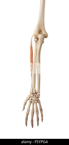 medical accurate illustration of the extensor carpi radialis brevis Stock Photo