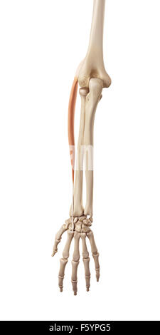 medical accurate illustration of the extensor carpi radialis longus Stock Photo